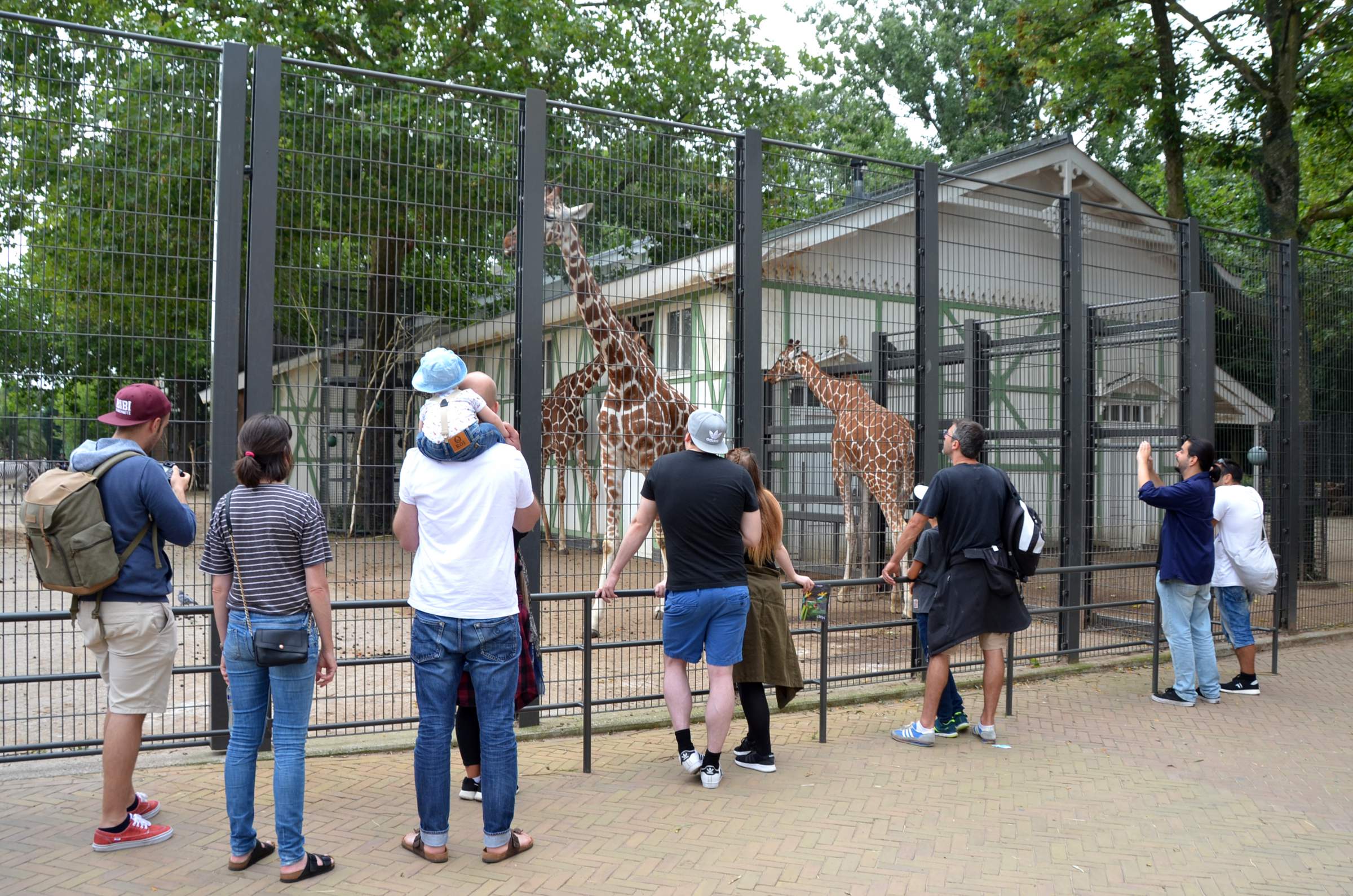 LANDLAB ARTIS savanne-looking at giraffes