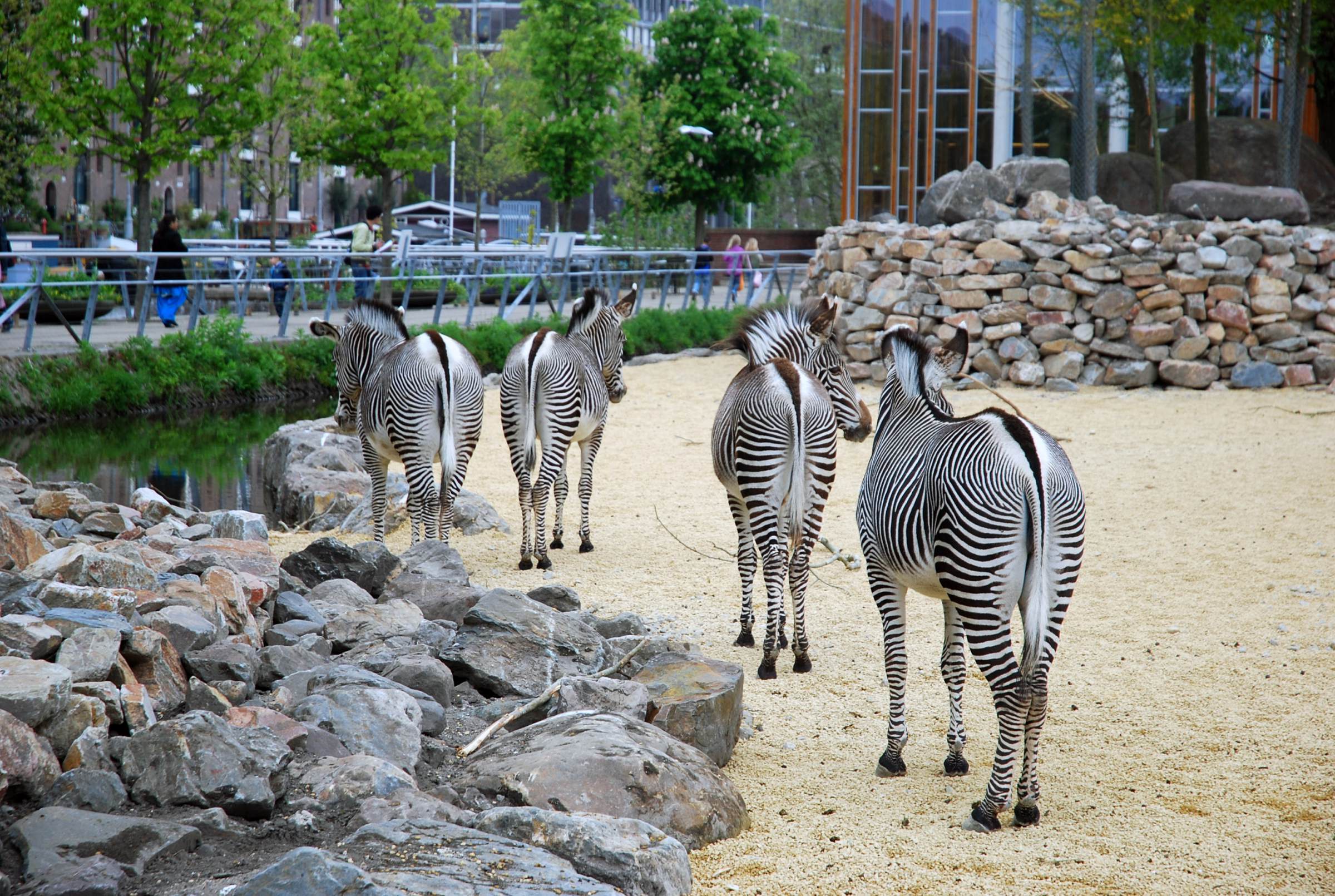LANDLAB ARTIS savanne-zebras