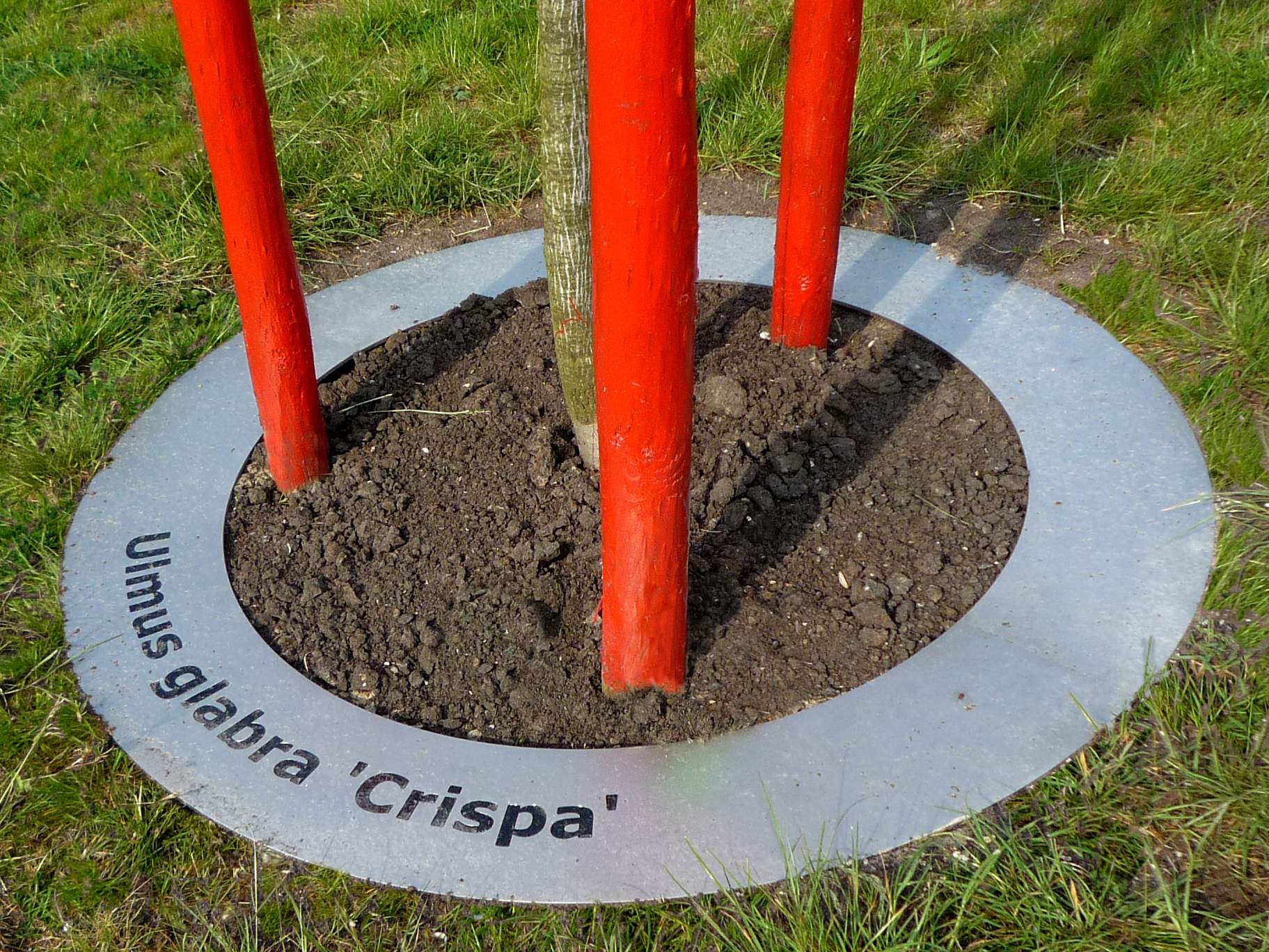 LANDLAB OEVERPARK tree grill elm