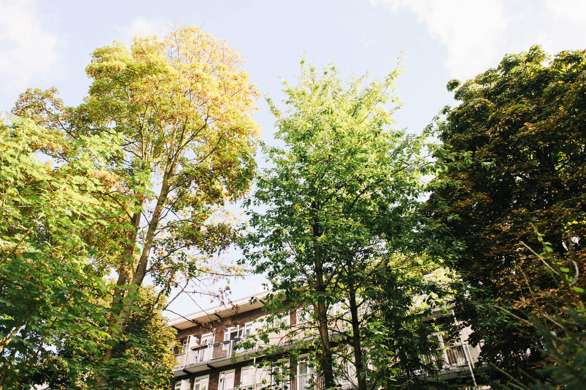 Bos en Lommer bomen