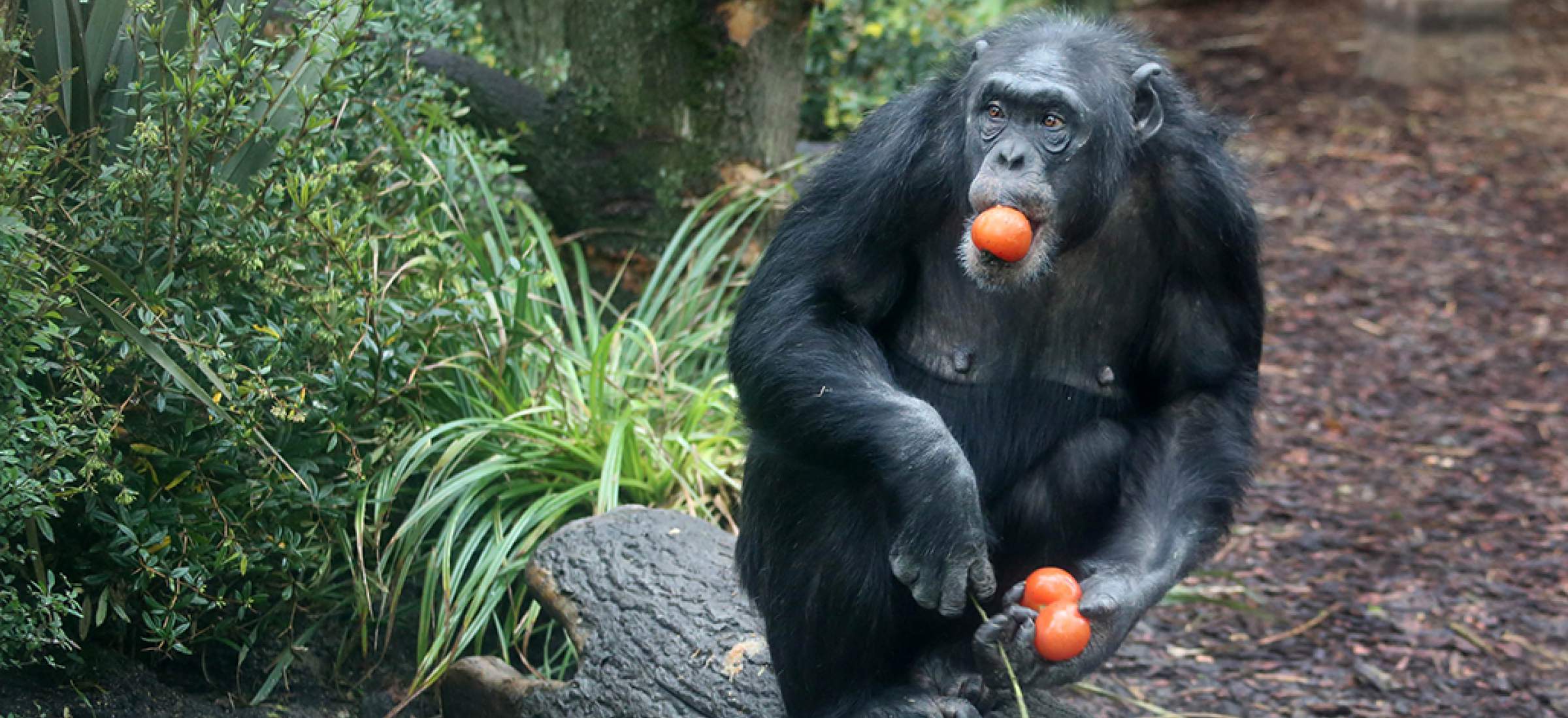 LANDLAB 2016 ARTIS Chimpanseeverblijf