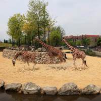 LANDLAB ARTIS savanne-giraffes