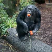 LANDLAB 2016 ARTIS Chimpanseeverblijf