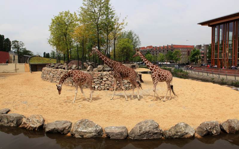 LANDLAB ARTIS savanne-giraffes