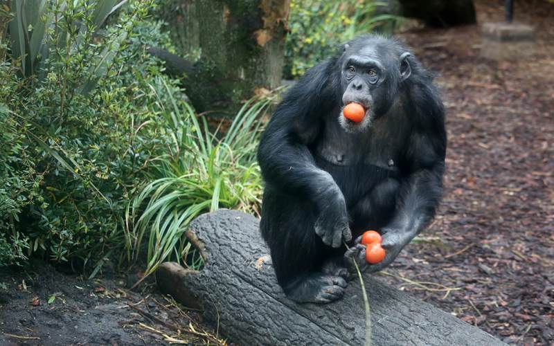 LANDLAB 2016 ARTIS Chimpanseeverblijf